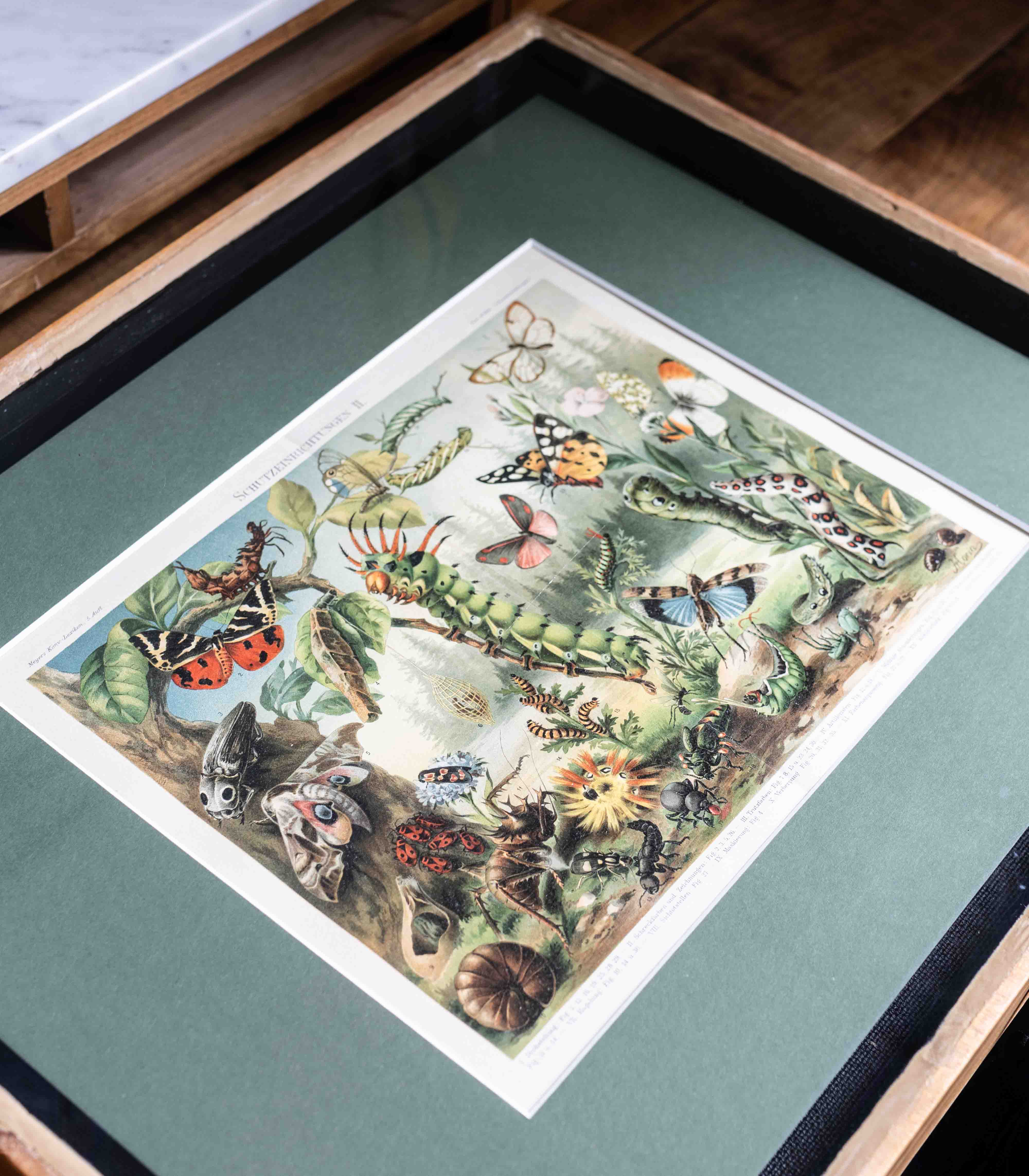Grafika VINTAGE motyle w drewnianej ramie