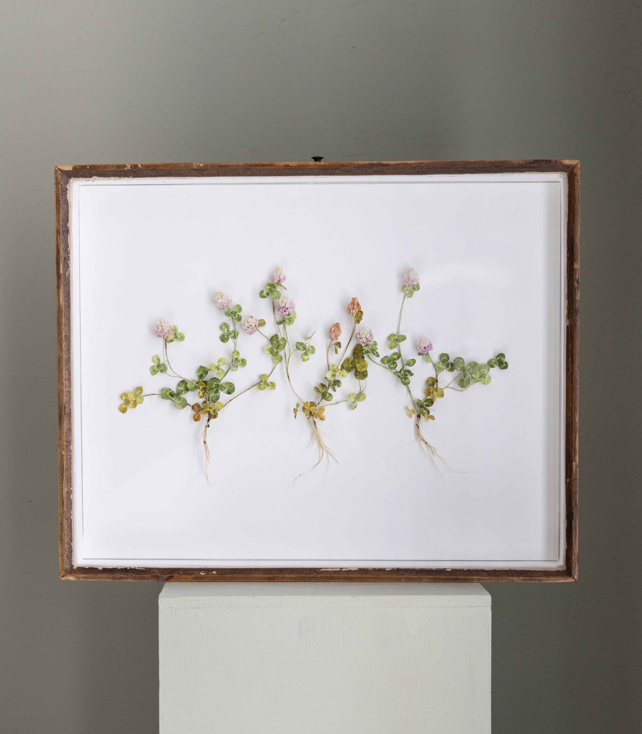 BIBUŁA BLOOMS - PAPIEROWA KONICZYNA