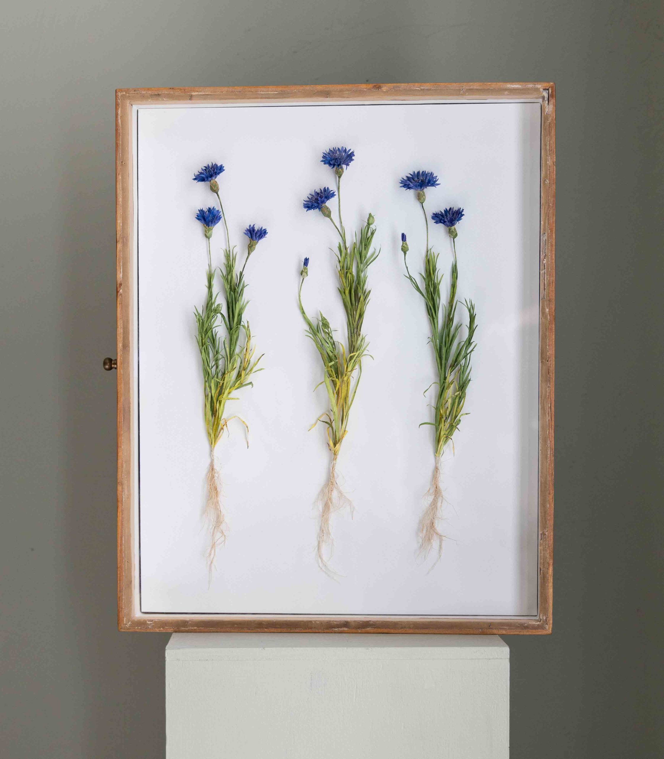BIBUŁA BLOOMS - PAPIEROWE CHABRY